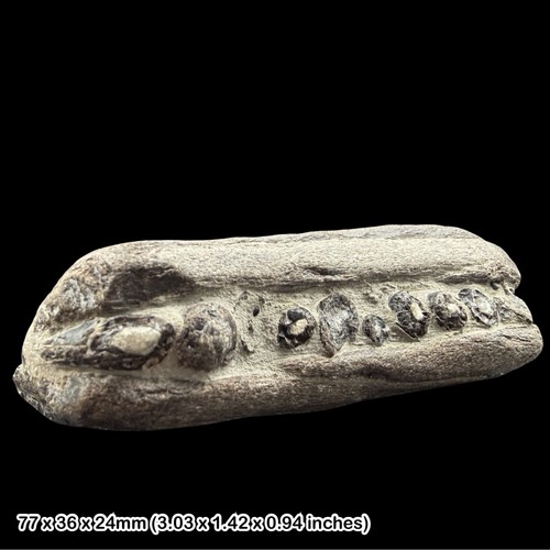 Ichthyosaur jaw fossil lyme - jaw,