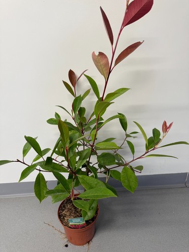 Photinia red robin - 5,