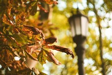 Sony E FE Fit Helios 44M-4