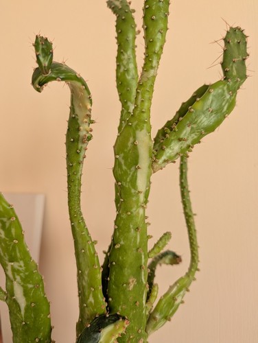 Opuntia monacantha variegated - opuntia,