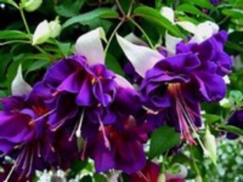 Giant trailing fuchsia deep - 6,