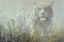 John Seerey-Lester - Monsoon - White Tiger - S/N Lithograph - Signed 
