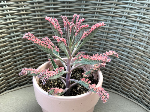 Beautiful pink kalanchoe leaf - pink,