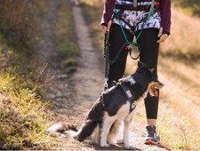 Canicross or Bikejor Bungee