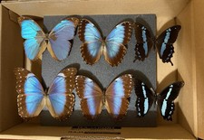 Tropical Butterfly Collection