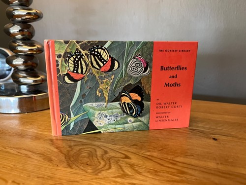 Butterflies and moths - butterflies, moths: