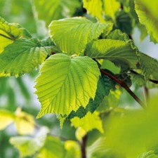 Suttons Corylus avelana Hazel