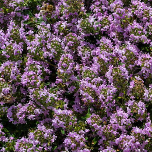 Creeping thyme seeds 450 - seeds,