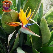 - Indoor Plants - Build Your