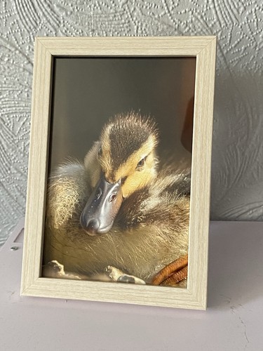 Beautiful duckling framed wall - duckling,