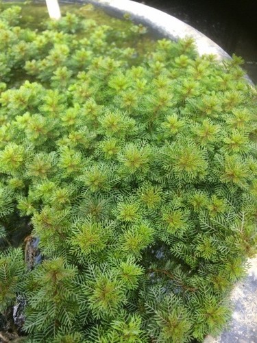 Pond oxygenating plants - plants, water