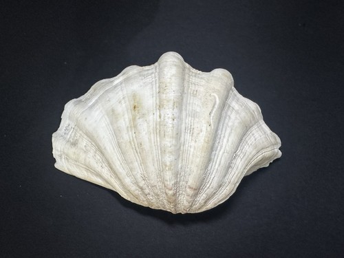 Natural giant clam - natural,