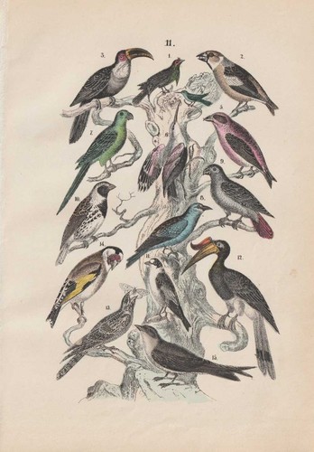 Bird paradise goldfinch - bird, of