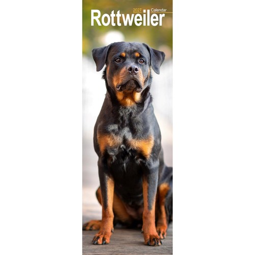 Rottweiler slim calendar 2027 - rottweiler,