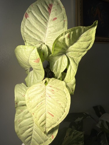 Large syngonium confetti - syngonium,