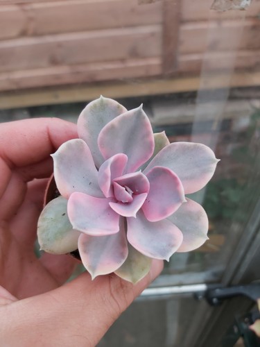 Echeveria rainbow succulent - echeveria,