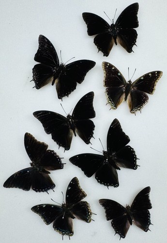 Real butterfly black charaxes - real,