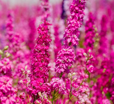 Carmine king delphinium - delphinium, –