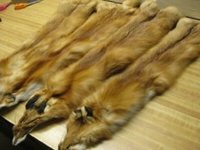 WEEKLY " SPECIAL " RED FOX