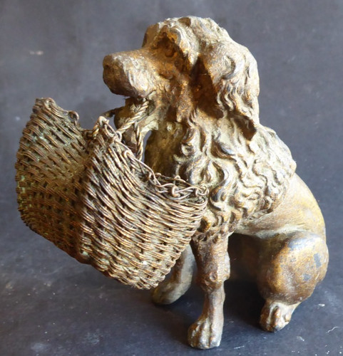 Royal poodle regular - regular, dog