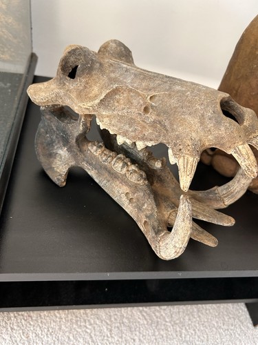 Large reptile decor bundle - large,
