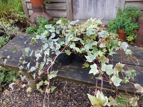 Ivy collection x 9cm pots - 3,