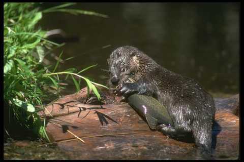 173037 river otter with - otter,
