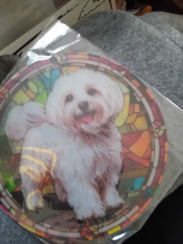 Cute maltese dog - dog, catcher