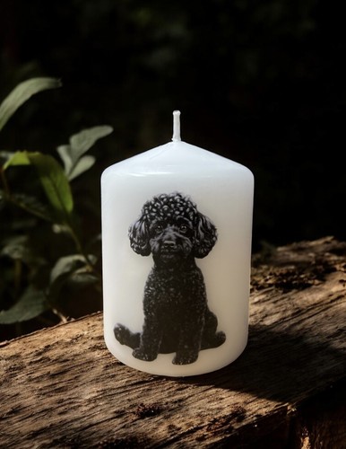 Black poodle dog - poodle, x
