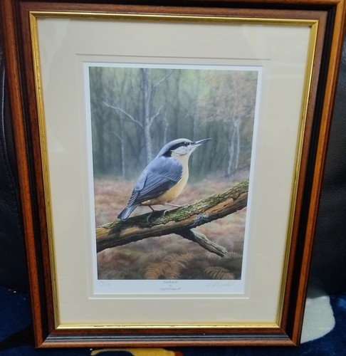Bird nuthatch fine - bird/,