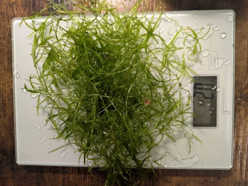Guppy grass 20g najas - grass, 10/20g