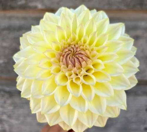 Cream diane dahlia plant - cream,
