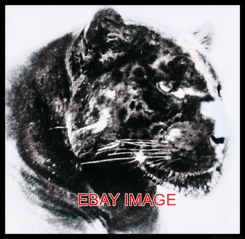 Photo panther leopard - panther,