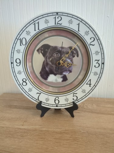 Staffordshire bull terrier - bull,