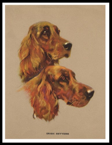 Irish setter dogs head - , study
