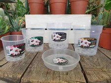 clear orchid pots and saucers