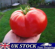 Giant Red Tomato Seeds