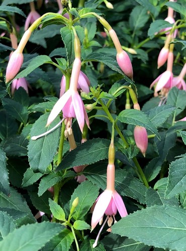 Fuchsia mrs wood hardy - w, p