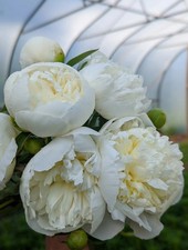 4 x White Peony Bulbs –
