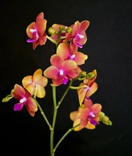 Phalaenopsis Bronze Buddha