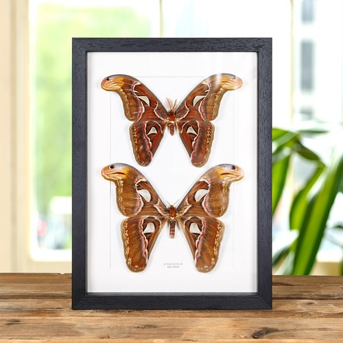 Atlas moth male female - atlas,