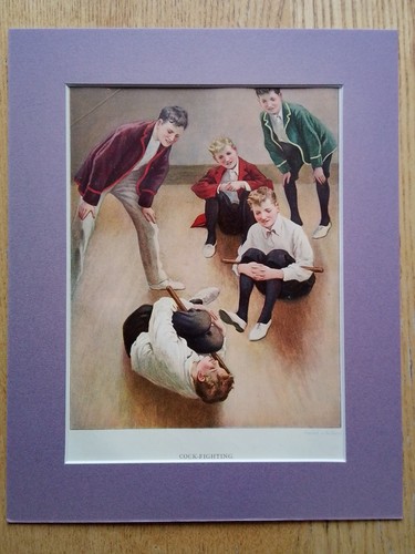 Schoolboys cock fighting - cock-fighting,
