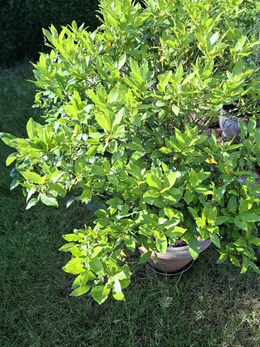 140cm bay tree large - large, heads