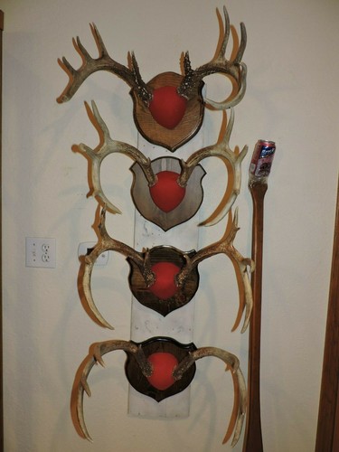 Whitetail deer mounts - whitetail,
