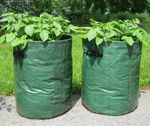 Large potato grow - 🔥2x,
