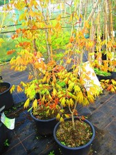 LARGE 4ft-4.5ft  (inc. pot)