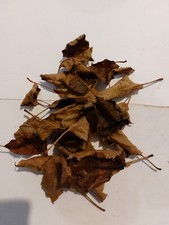 25g Apple Leaves Food for Shrimp Snails Plecos Nerites Ramshorns