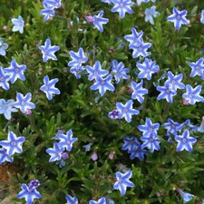 Lithodora plug plants alpine