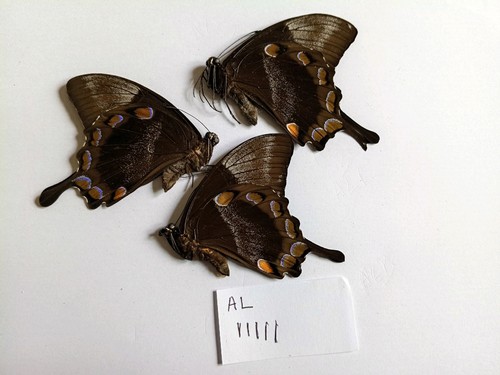 Papilio ulysses males - ,