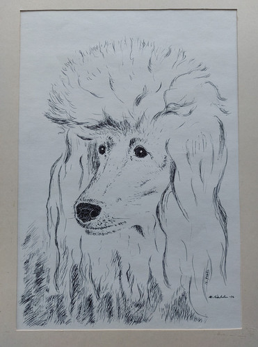 Poodle drawing signed 1976 - , dog